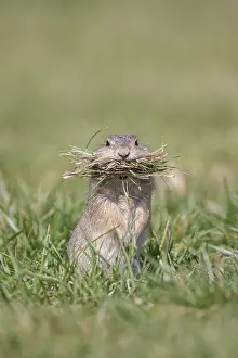 Parental: European Ground Squirrel