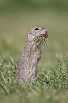 Parental: European Ground Squirrel