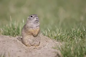 Burgenland: European Ground Squirrel