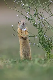 Souslik: European Ground Squirrel - Hungary