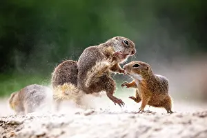 Spermophilus: European ground squirrel (Spermophilus citellu)