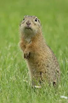 Neusiedl: European ground squirrel (Spermophilus citellus)