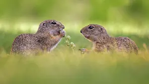 Spermophilus: European ground squirrel (Spermophilus citellus)