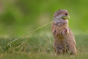 Spermophilus: European ground squirrel (Spermophilus citellus)