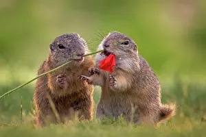 Spermophilus: European ground squirrel (Spermophilus citellus)