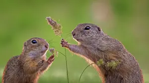 Spermophilus: European ground squirrel (Spermophilus citellus)