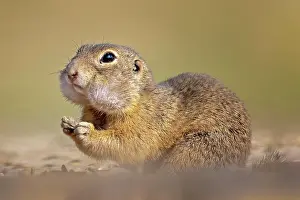 Collected: European ground squirrel (Spermophilus citellus)