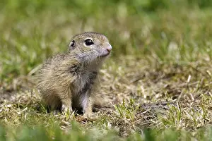 Spermophilus: European Ground Squirrel (Spermophilus citellus
