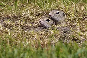 Peeking: European Ground Squirrel (Spermophilus citellus