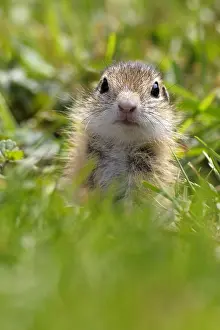 Spermophilus: European Ground Squirrel (Spermophilus citellus