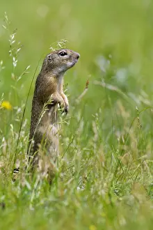 Spermophilus: European Ground Squirrel (Spermophilus citellus