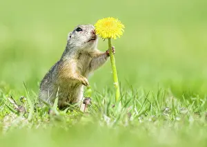 Peopl: European ground squirrel (Spermophilus citellus)
