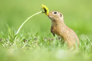 Peopl: European ground squirrel (Spermophilus citellus)