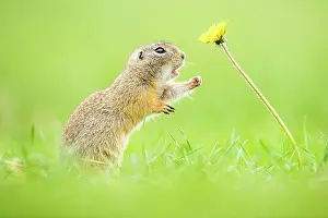 Peopl: European ground squirrel (Spermophilus citellus)