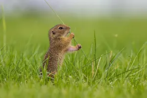 Blade: European Ground Squirrel (Spermophilus citellus) h