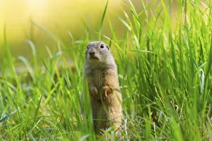 Section: European ground squirrel (Spermophilus citellus) on a meadwo