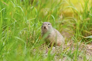 Section: European ground squirrel (Spermophilus citellus) on a meadwo
