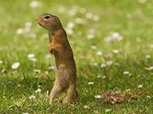 Spermophilus: European Ground Squirrel standing on back legs