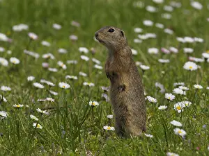 240717: European Ground squirrel-standing upright in flower