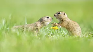 Neusiedl: European ground squirrels (Spermophilus citellus)