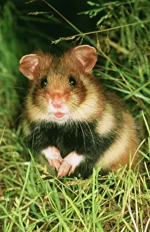 Cricetus: European Hamster
