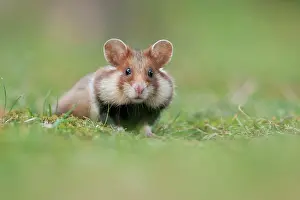 Hamsters: European Hamster (Cricetus cricetus), young, Simmering