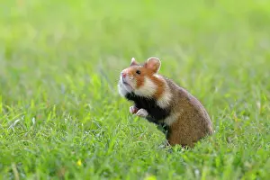 Vienna: European hamster (Cricetus cricetus), standing upright