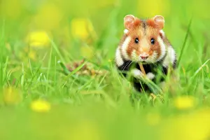 Hamsters: European Hamster (Cricetus cricetus), feeding, Vienna