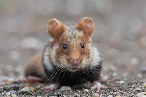 Hamster: European Hamster (Cricetus cricetus)