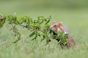 Belladonna: European hamster ( Cricetus cricetus) based on belladonna