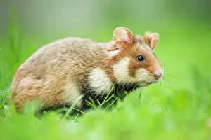Hamsters: European hamster (Cricetus cricetus) in habitat