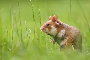 Lurk: European hamster (Cricetus cricetus) lurks in the