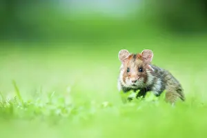 Austrian: European hamster (Cricetus cricetus) in a meadow