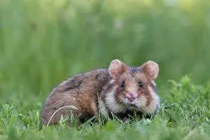 Hamster: European hamster (Cricetus cricetus) in a meadow