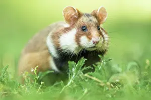 Hamster: European hamster (Cricetus cricetus) in meadow