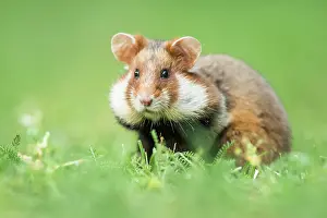 Hamster: European hamster (Cricetus cricetus) in meadow
