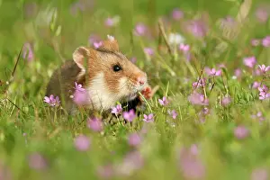 Hamster: European hamster (Cricetus cricetus) in a meadow