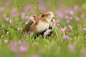 Hamster: European hamster (Cricetus cricetus) in a meadow