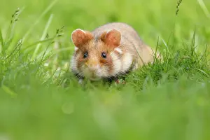 Hamster: European hamster (Cricetus cricetus) in a meadow
