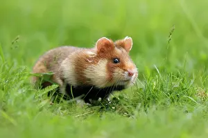 Hamster: European hamster (Cricetus cricetus) in a meadow