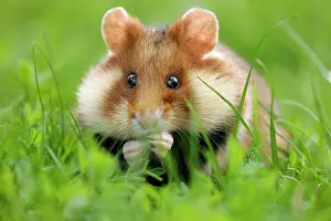 Hamster: European hamster (Cricetus cricetus) in a meadow