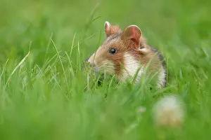 Hamster: European hamster (Cricetus cricetus) in a meadow