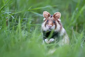 Hamster: European hamster (Cricetus cricetus) securing, looking