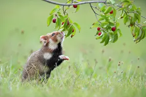 Vienna: European hamster ( Cricetus cricetus) sniffing the