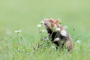 Vienna: European hamster (Cricetus cricetus) sniffs a plant