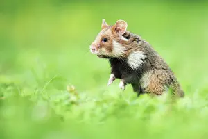 Hamsters: European hamster (Cricetus cricetus) standing on