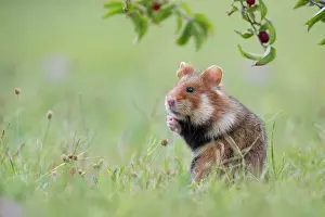 Cricetus: European hamster (Cricetus cricetus), young animal