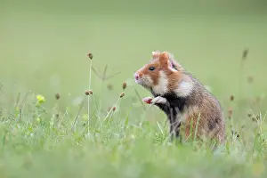 Cricetus: European hamster (Cricetus cricetus), young animal