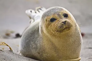 Harbour: European harbour seal (Phoca vitulina vitulina)