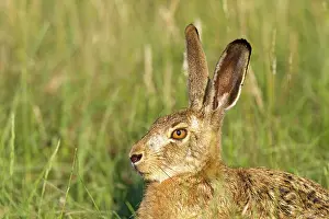 European Hare